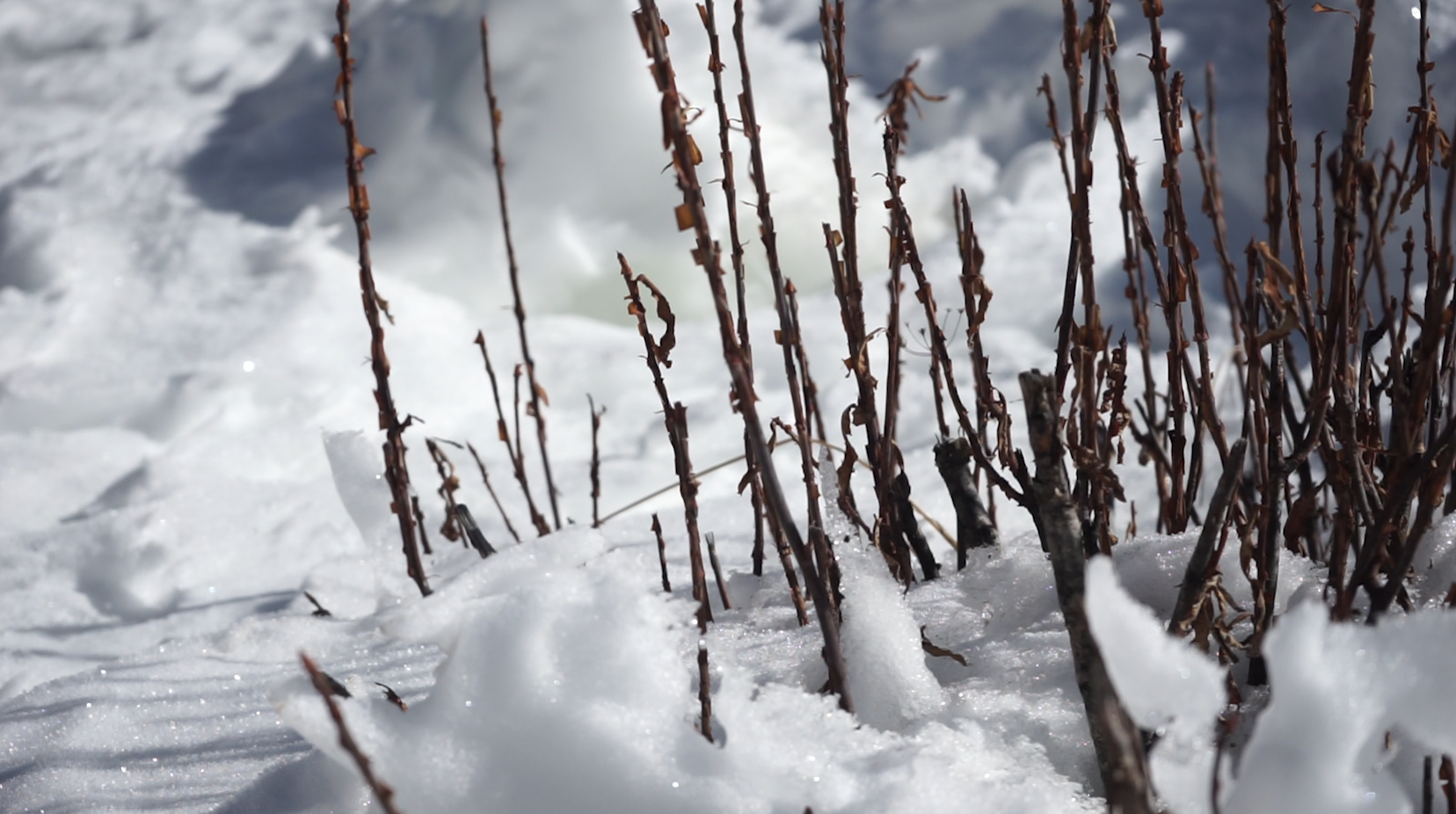 1080p雪景植物结冰雪地场景实拍视频视频的预览图