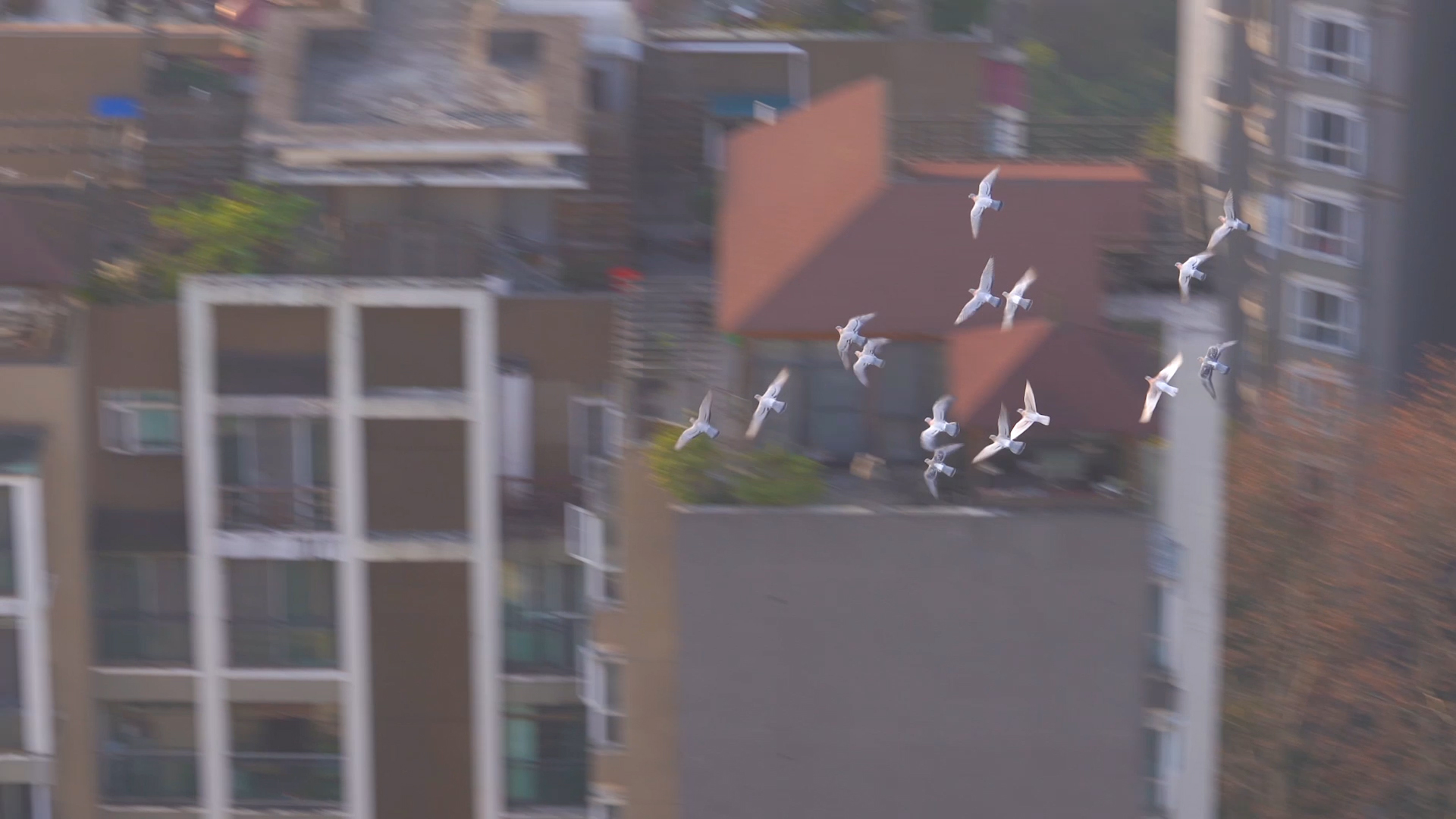4k实拍空中飞行的鸟意境风光视频的预览图