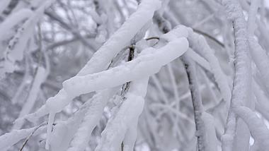 4k冬天极寒天气树木枝干结冰冻结雾凇风景视频的预览图