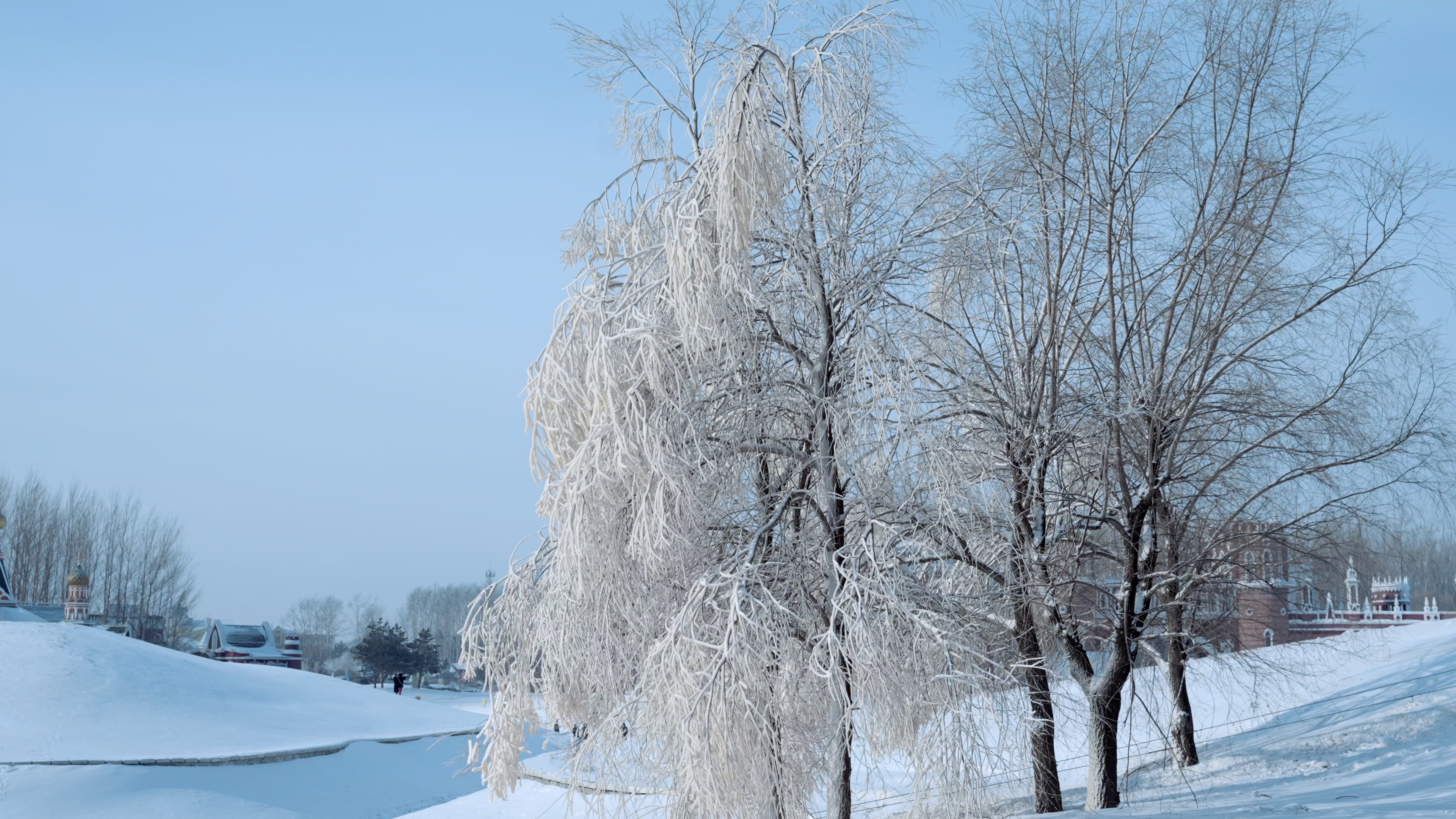 4k东北冬天河边柳树冰封冻结结冰雾凇风光视频的预览图