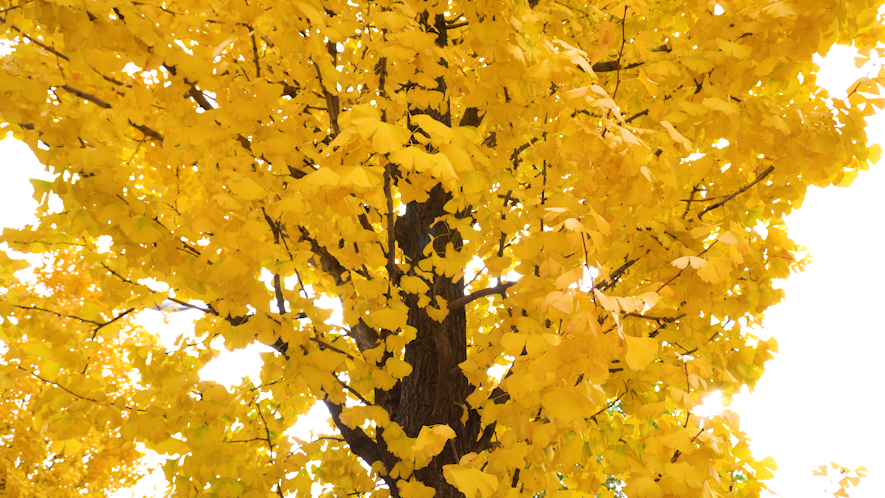 4K风吹金黄银杏树叶实拍空镜头视频的预览图