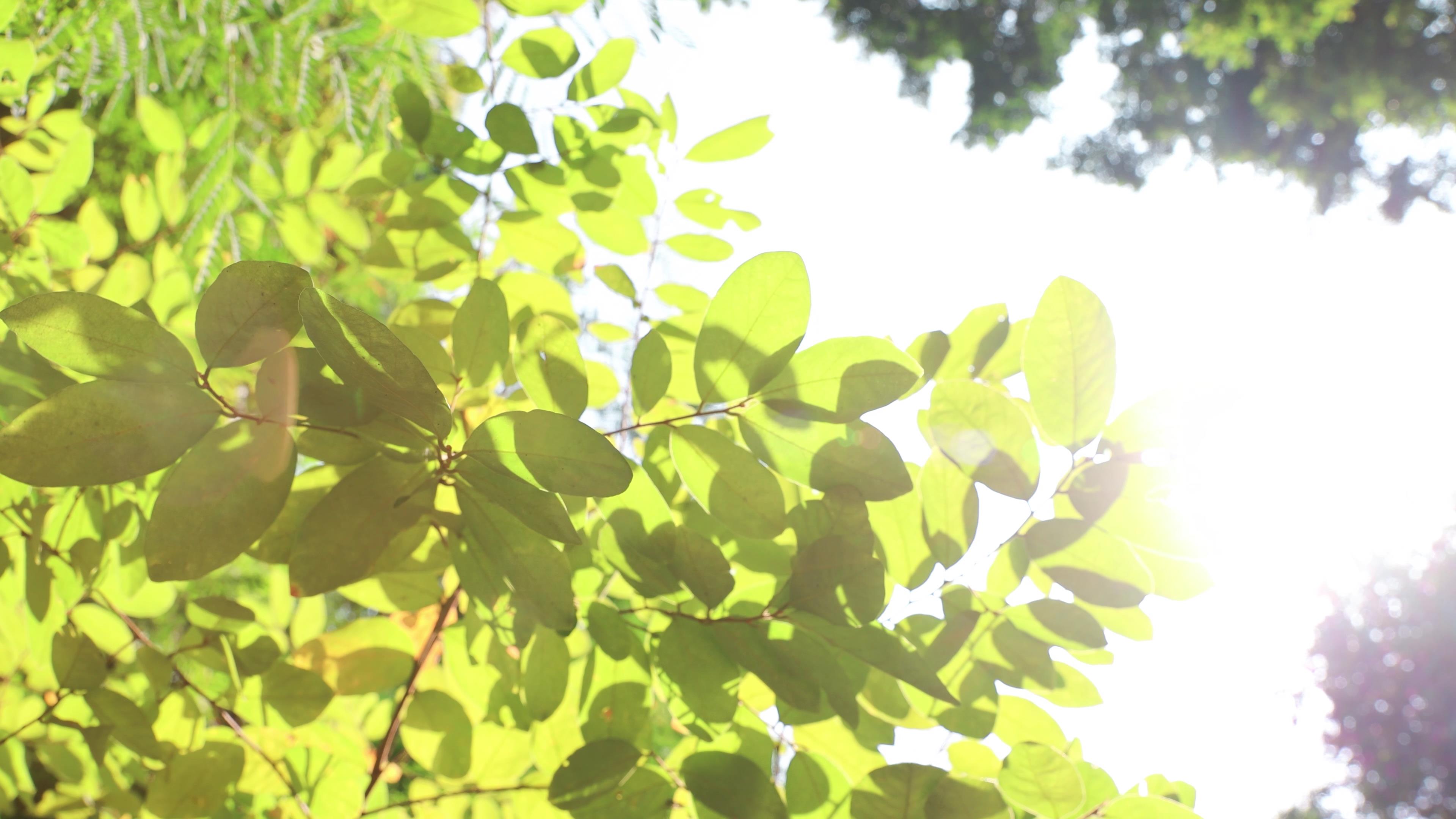 4K实拍唯美初春逆光阳光照射下的树叶绿叶视频的预览图