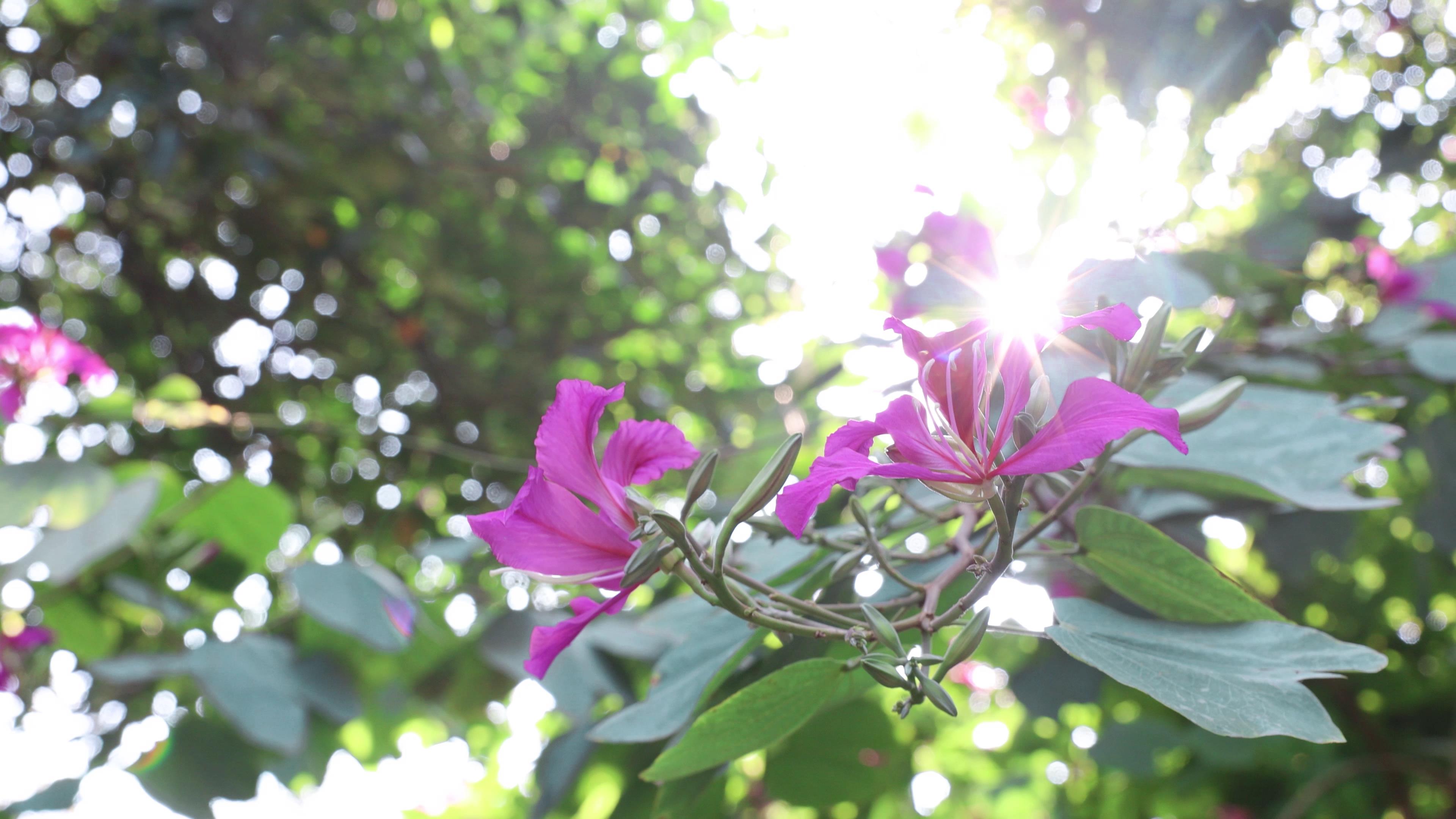 4K实拍初春阳光异木棉花朵盛开视频的预览图