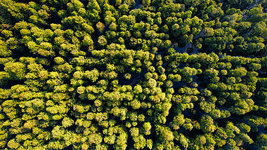 4K航拍南京池杉湖国家森林公园水杉森林视频的预览图