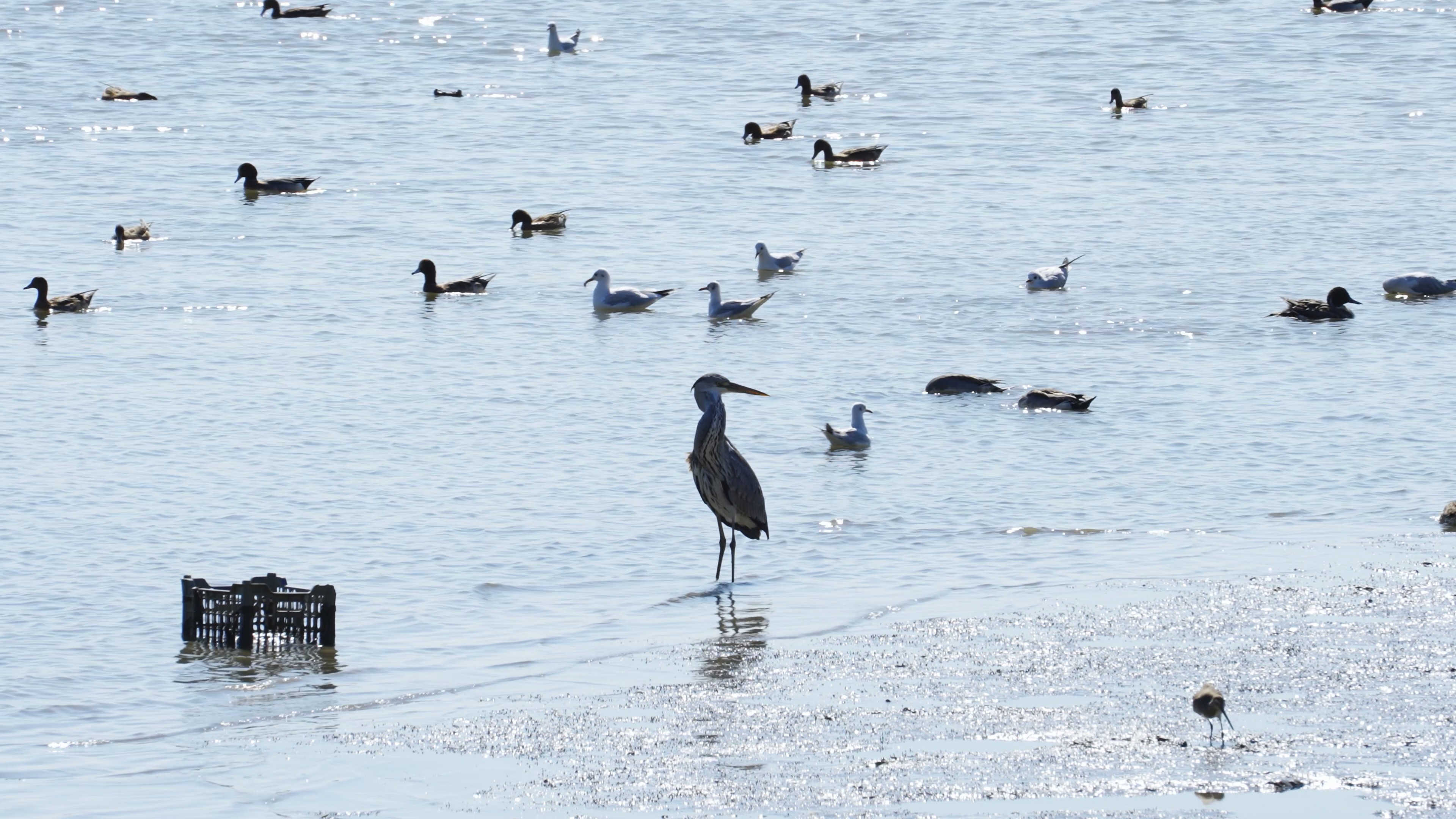 4k苍鹭海鸥鸟类鸭子湖中戏水实拍视频的预览图