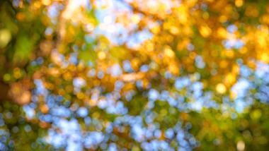4k实拍唯美秋天树叶飘落虚化意境空镜头视频的预览图