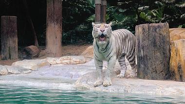 4K虎年动物园动物猛兽老虎白虎素材视频的预览图