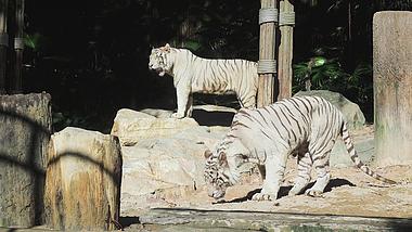 4K拍摄动物园动物猛兽老虎白虎视频的预览图