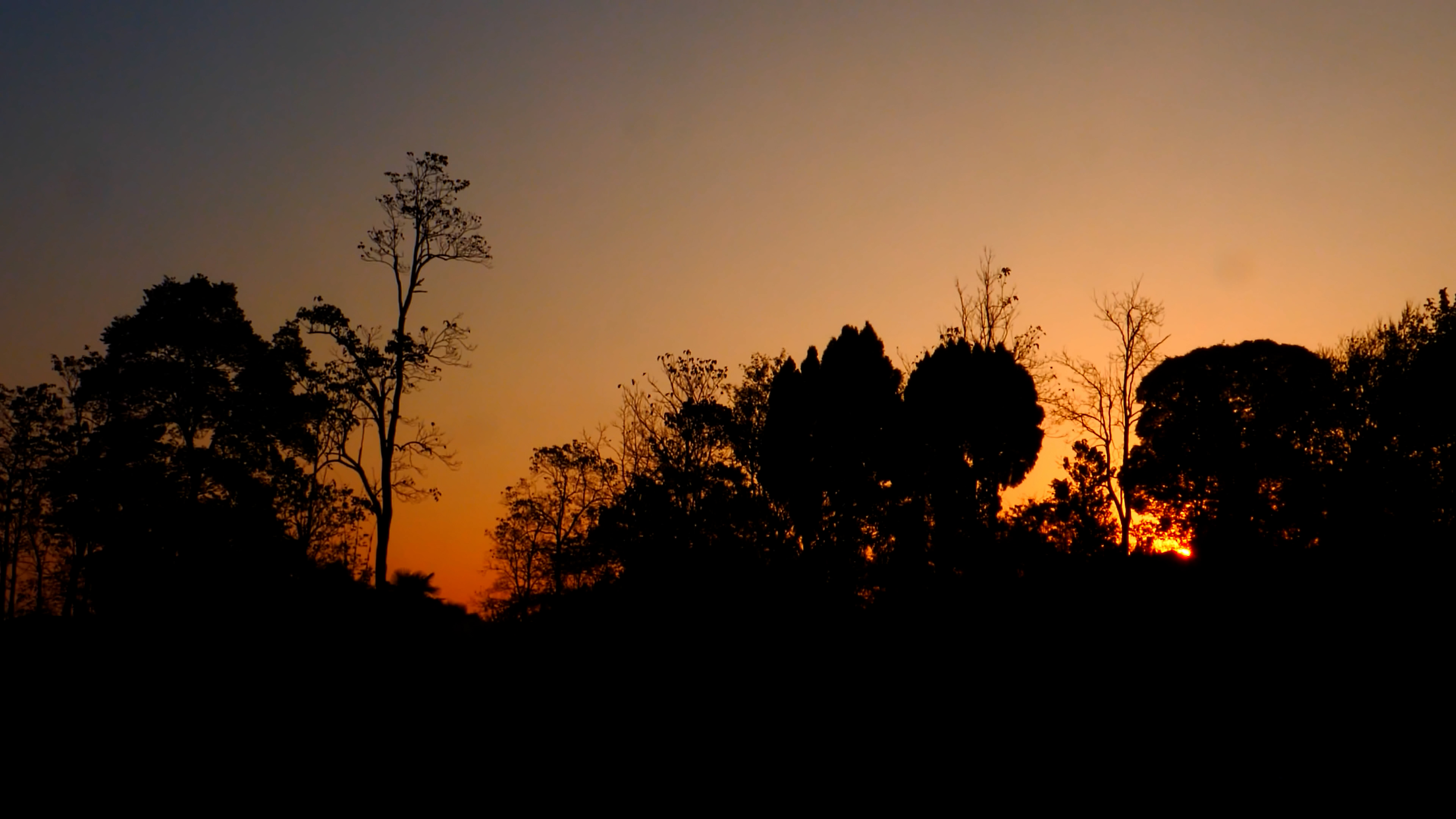 4K拍摄清晨树林日出延时实拍视频的预览图