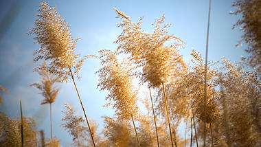 4k实拍风景唯美芦苇草随风摇摆意境空镜视频的预览图