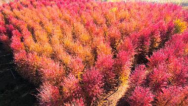 4K航拍深秋美景红枫林树林枫叶红了自然风景视频的预览图