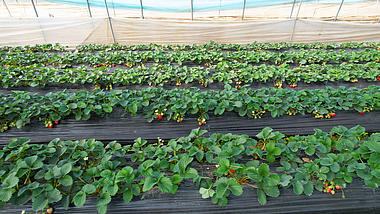 4k航拍塑料大棚草莓种植农业生产视频的预览图