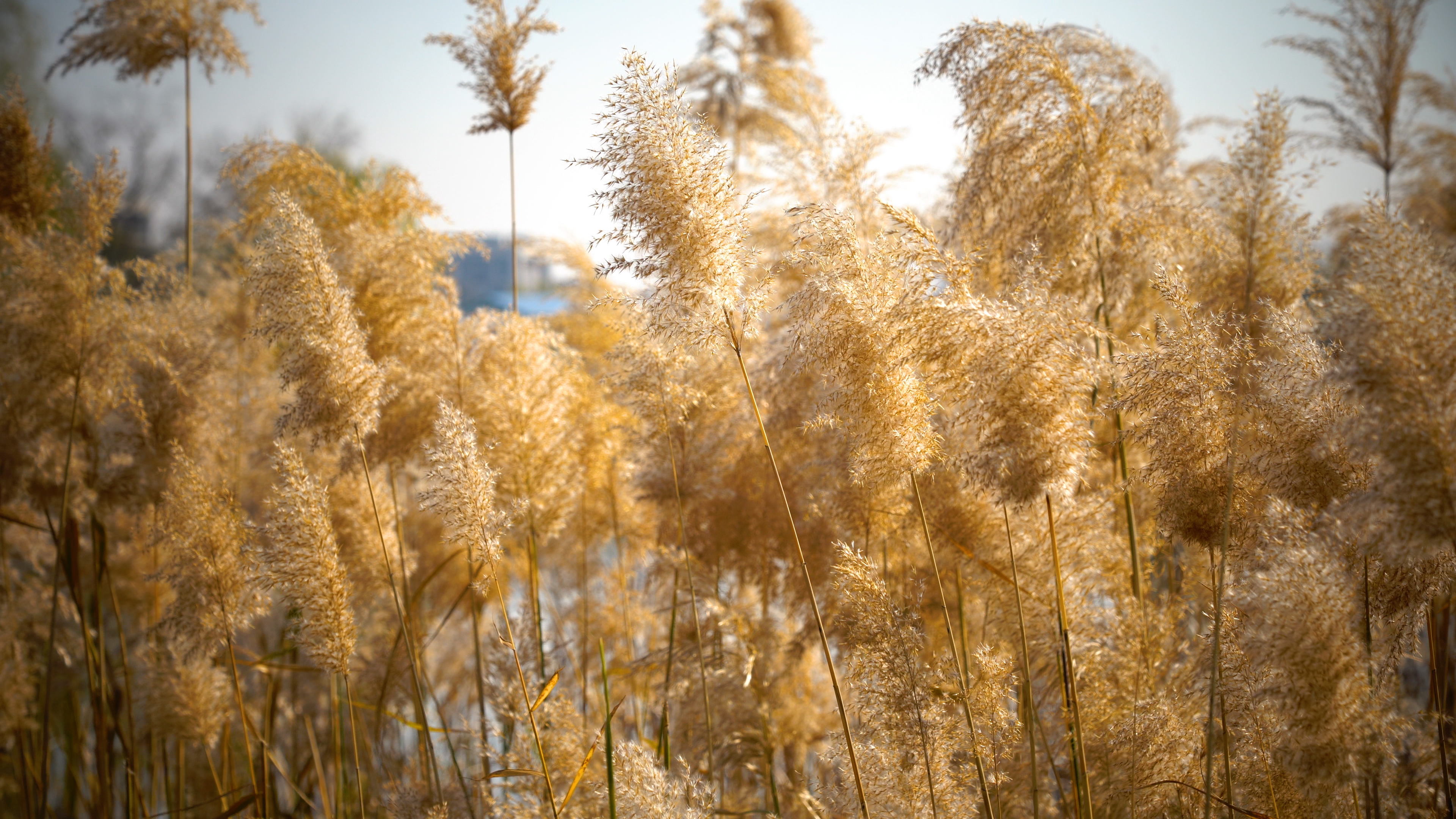 4k实拍唯美金色芦苇草随风摇摆意境空镜视频的预览图
