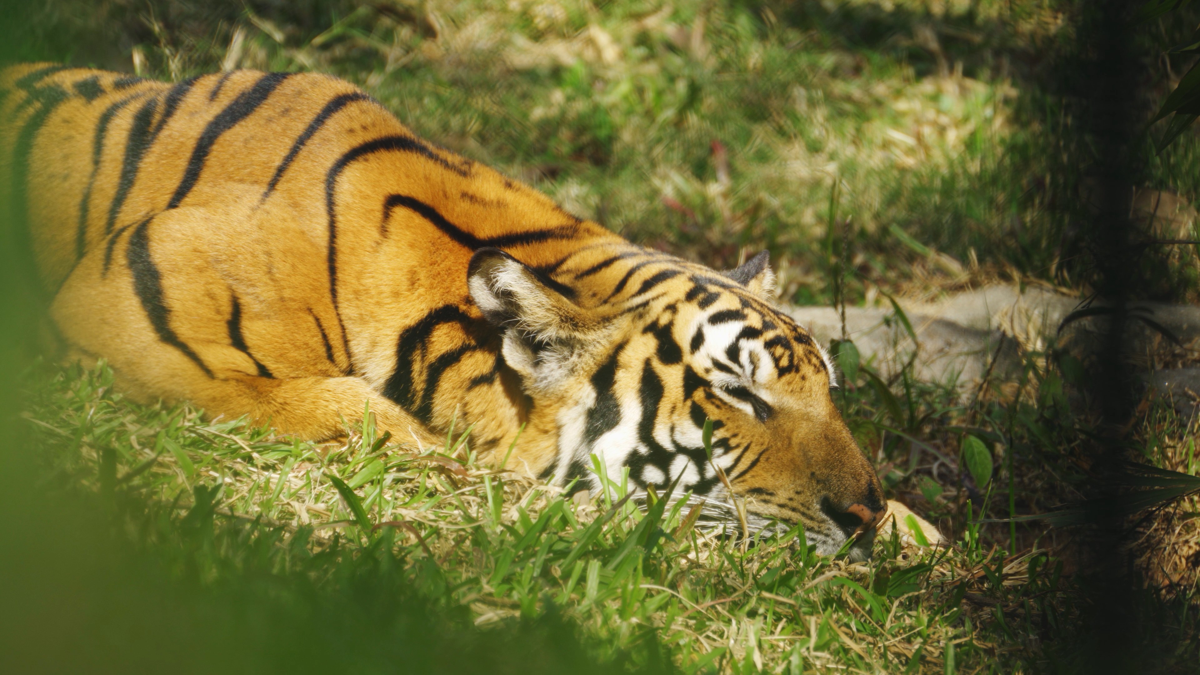 4k老虎草地上闭眼休息猛兽动物实拍视频的预览图