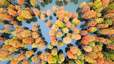 4K航拍深秋美景水杉树林五彩缤纷视频的预览图