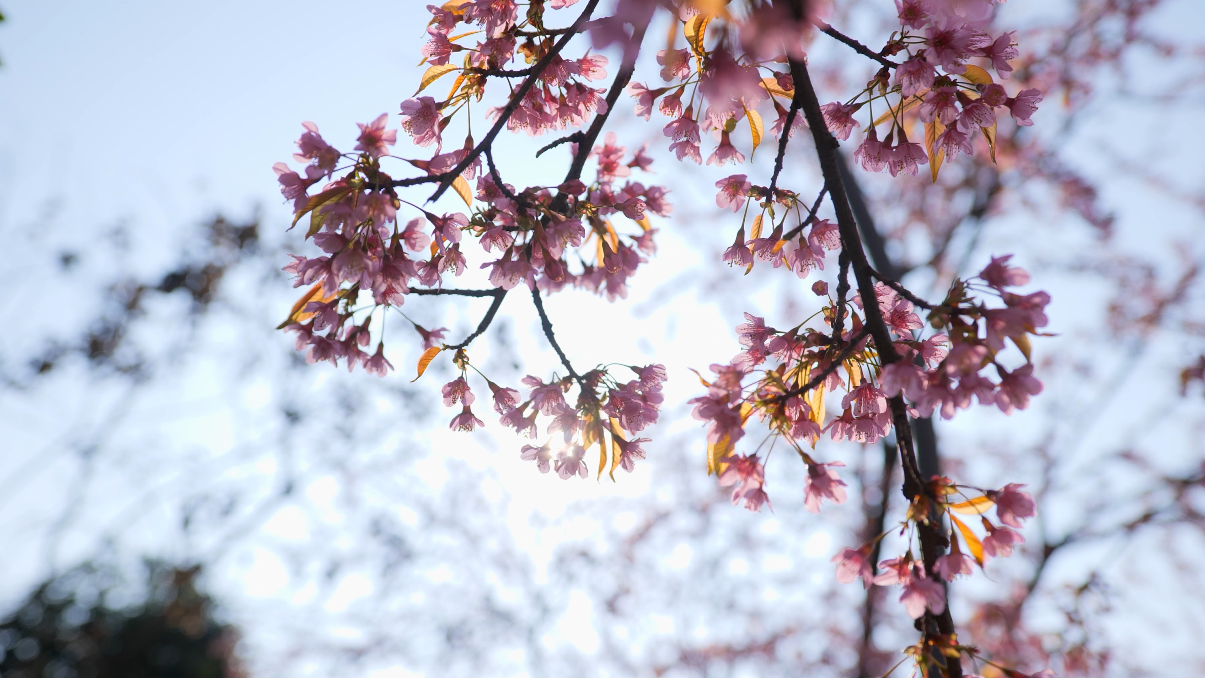 4K实拍唯美阳光下盛开的樱花视频素材视频的预览图