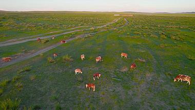 5.4k航拍夕阳下千里草原上悠闲的牛群视频的预览图