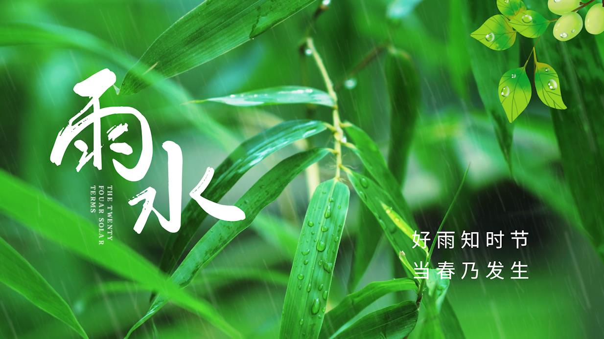 原创绿色竹子雨水二十四节气水滴绿色简约片头视频AE模板视频的预览图