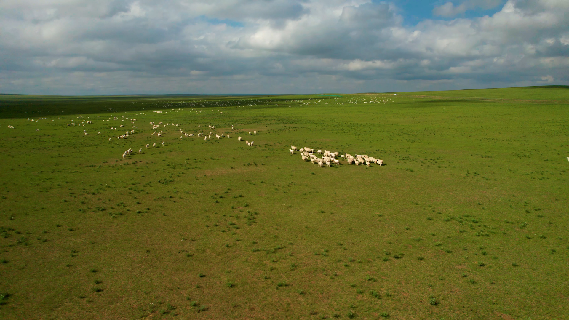 5.4k航拍在辽阔的草原上散落大片的羊群视频的预览图