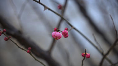 1080冬天红梅含苞待放自然风景实拍视频视频的预览图