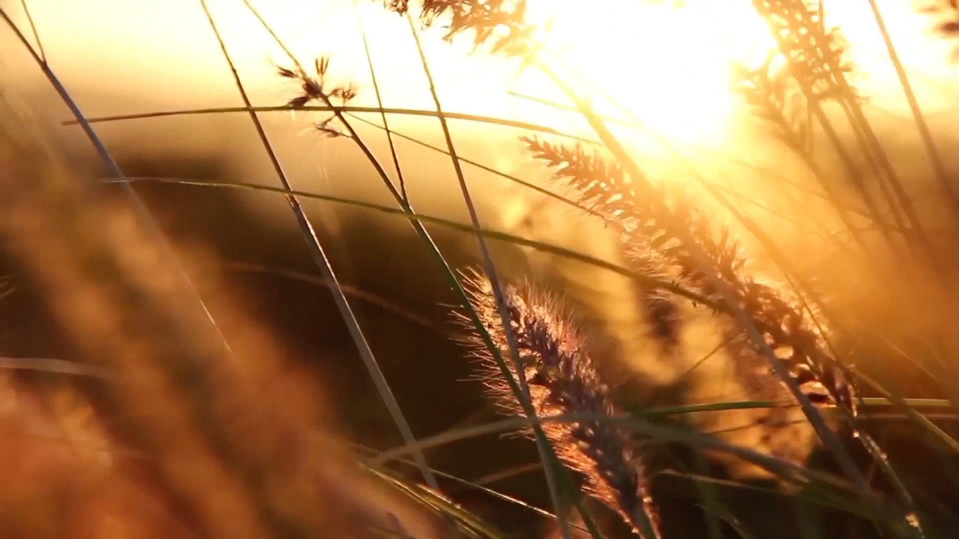 1080夕阳下芦苇和野草实拍风景视频视频的预览图