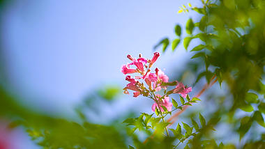 4k实拍唯美春日风光自然风光阳光下的花朵视频的预览图