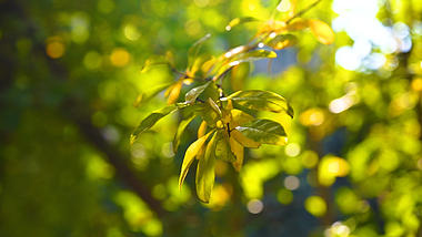 4k实拍唯美春天阳光透过树叶意境空镜头视频的预览图