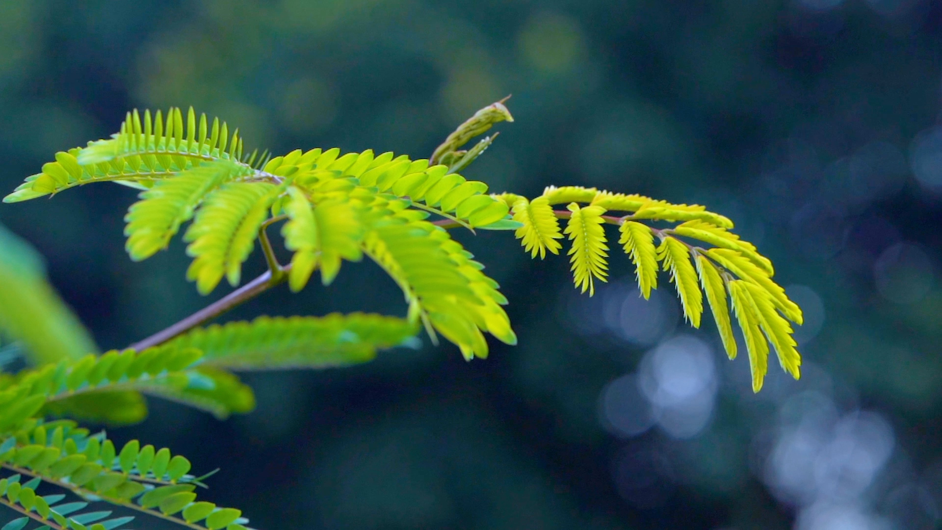4k实拍唯美春日绿色植物空镜头视频的预览图