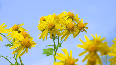 4k实拍春日唯美意境阳光下的菊花自然风光视频的预览图