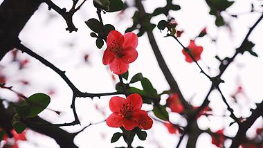 4k树枝上盛开的红色花朵植物春天空境视频的预览图