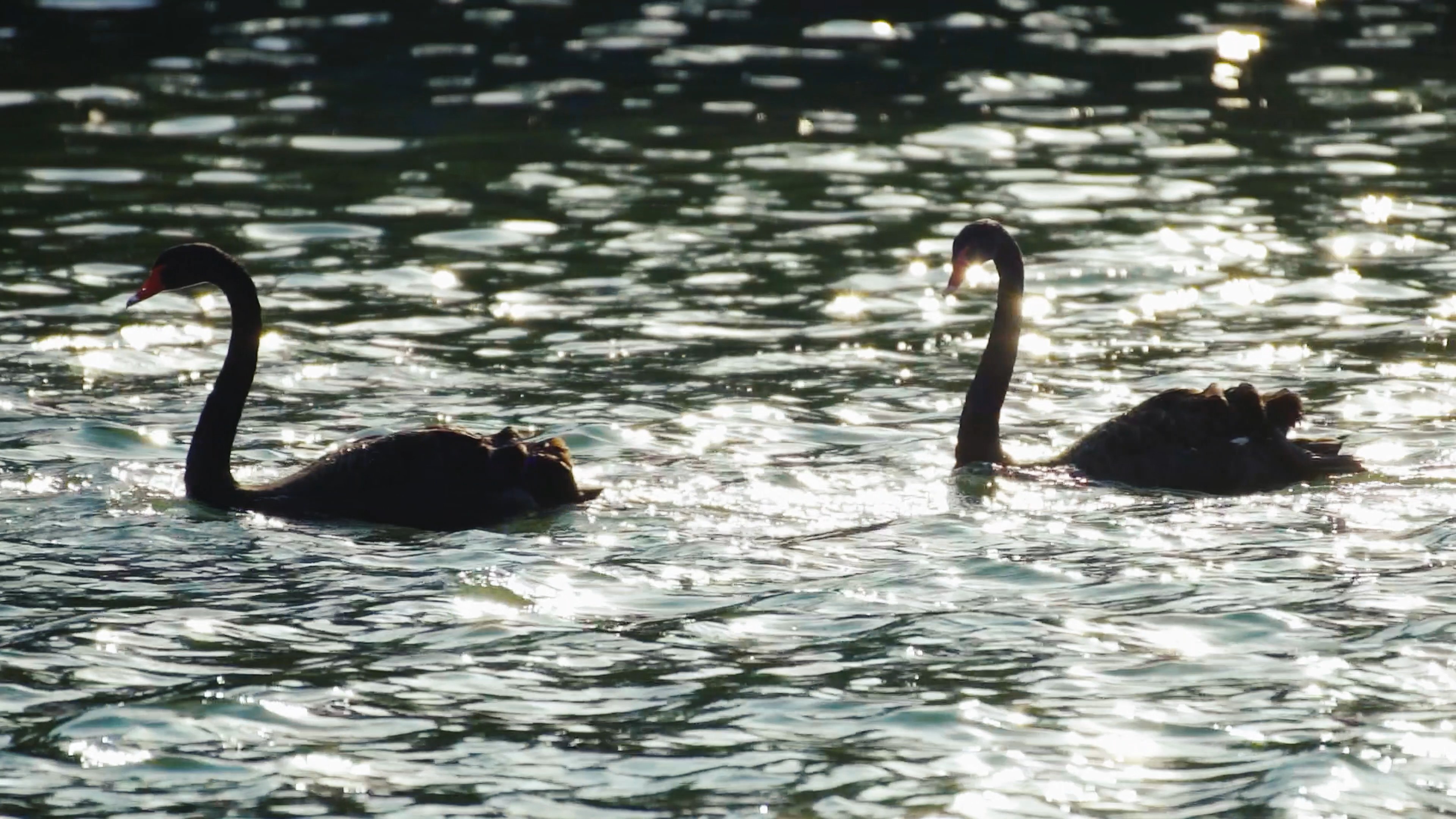 4k天鹅游过波光粼粼湖面唯美空境视频的预览图
