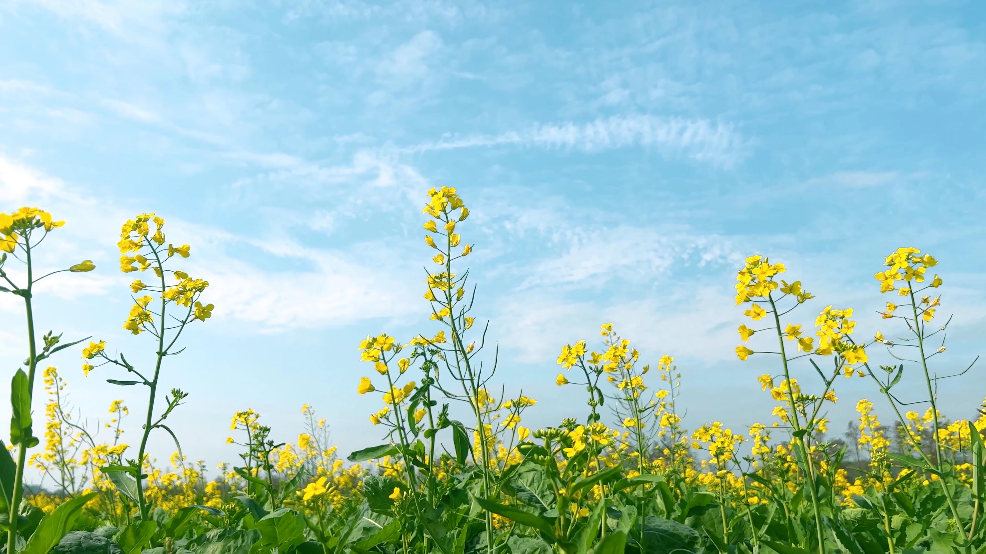 4K实拍唯美小清新蓝天黄色油菜花春天视频的预览图