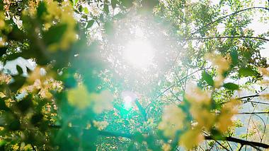 4k实拍唯美逆光阳光透过绿色植物意境风光视频的预览图