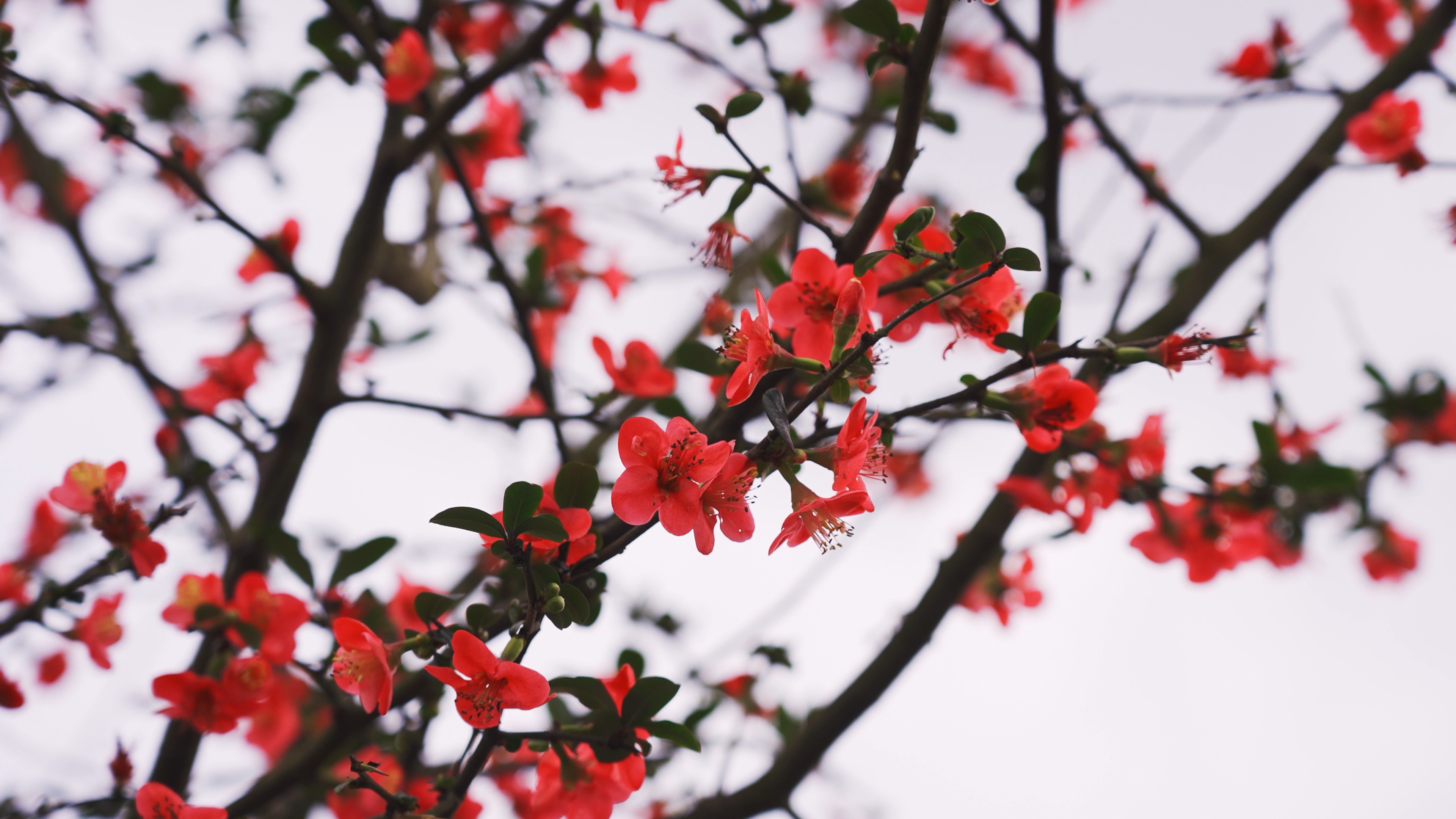 4k唯美红色花朵春天自然风景空境视频的预览图