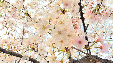 4K实拍春天自然风景白色樱花粉色海棠花视频的预览图