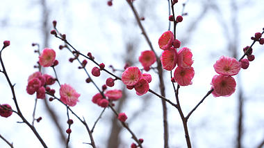 1080P高清实拍春天意境粉红色梅花花蕊视频的预览图