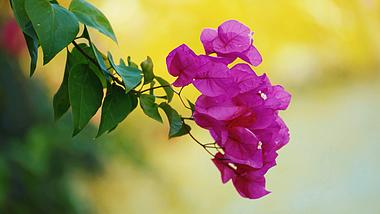 4k实拍随风摇动的紫色花朵植物春天风景视频的预览图