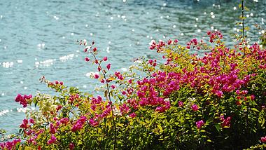 4k实拍波光粼粼湖面湖边花朵唯美空镜视频的预览图