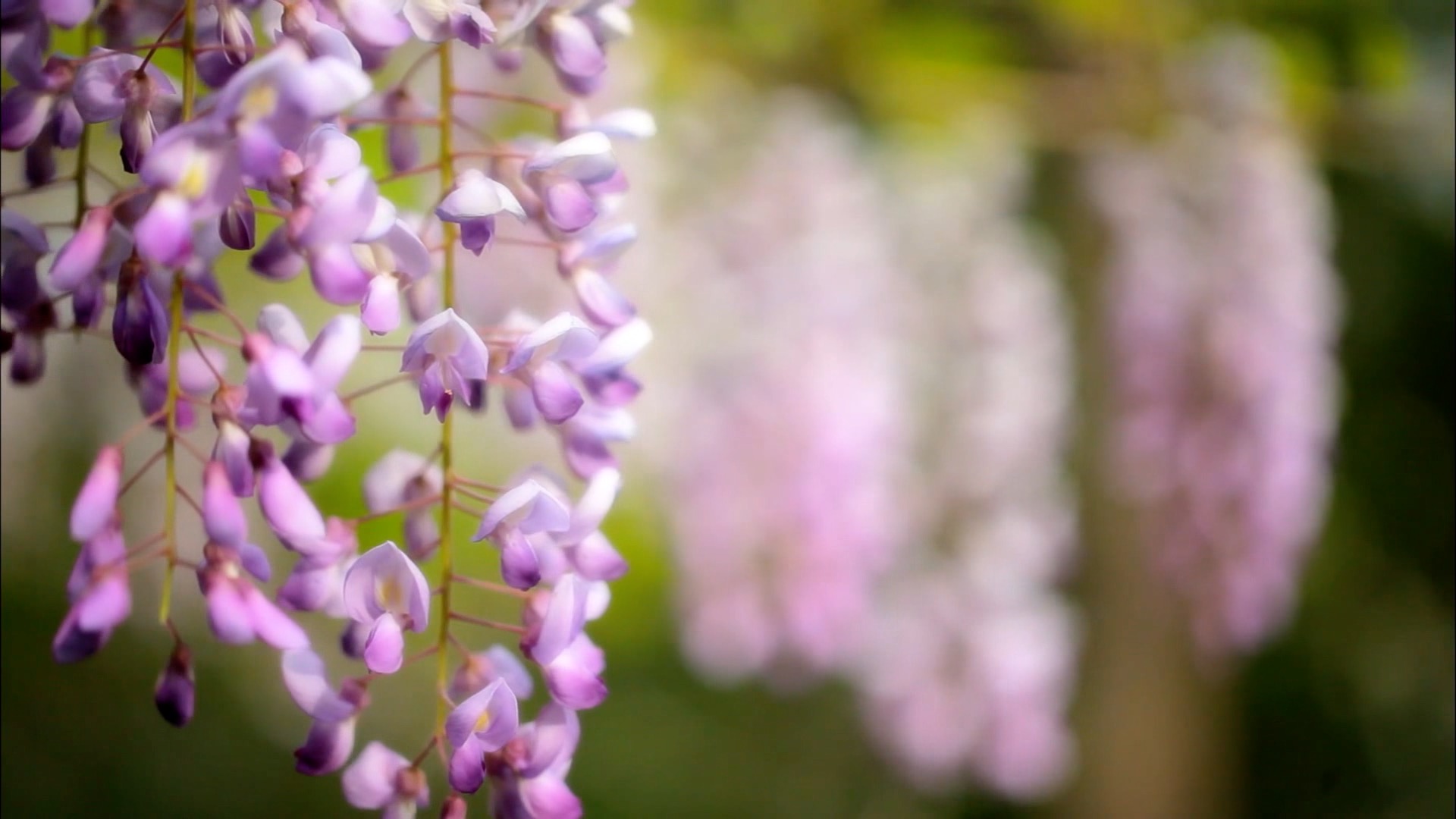 春天的阳光和盛开的花朵万物生实拍视频视频的预览图