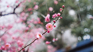 春雨中绽放的红梅风景实拍视频视频的预览图