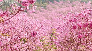 4k浪漫春天漫山遍野盛开粉色风铃花空镜视频的预览图