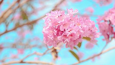 4k春天蓝天天空下自然盛开粉色风铃花视频的预览图