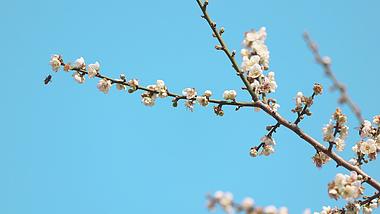 4k实拍春天指头盛开的梅花视频的预览图