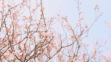 4k实拍唯美春天盛开的桃花春暖花开风景视频的预览图