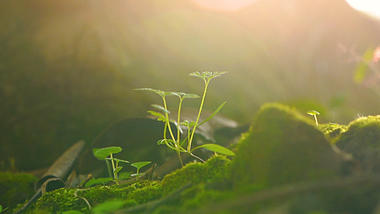 4k实拍春天意境唯美阳光照射透过植物风光万物复苏视频的预览图