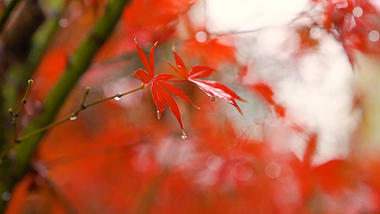 4k实拍唯美下雨雨天红枫叶上的水滴视频的预览图