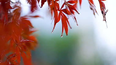 4k实拍唯美下雨天树叶上的雨滴风光意境视频的预览图