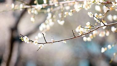 4k实拍春天阳光下盛开的梅花花枝视频的预览图