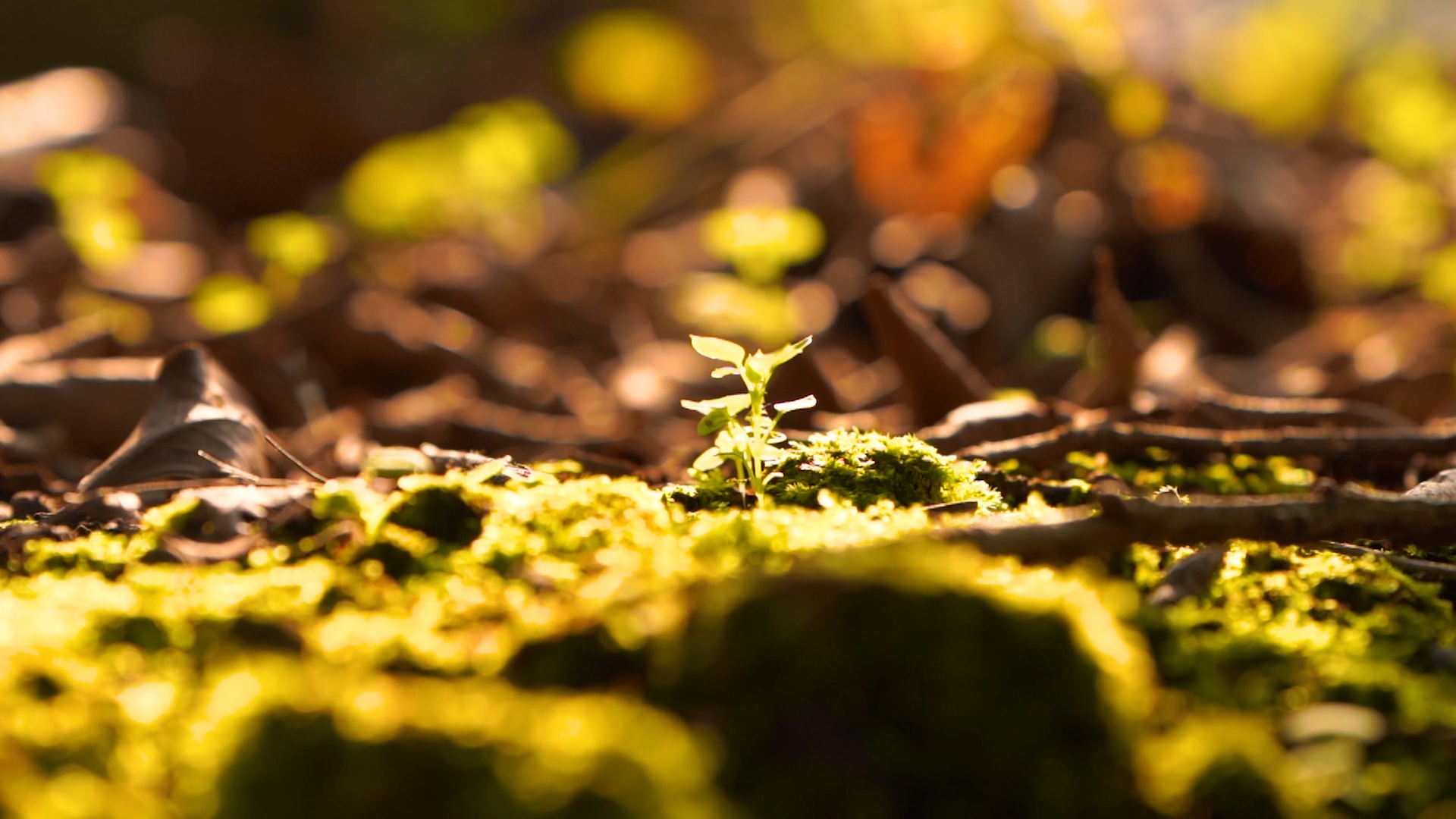 4k实拍森林春天自然风光阳光照耀下的小草视频的预览图