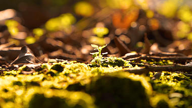 4k实拍森林春天自然风光阳光照耀下的小草视频的预览图